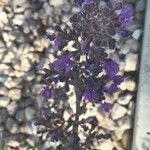 Nepeta nepetella 花