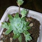 Graptopetalum macdougallii Leaf