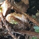 Dryopteris crassirhizoma List