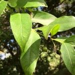 Kraussia floribunda Hoja