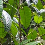Ficus maxima Froito