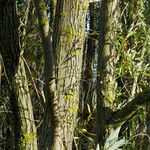 Salix mucronata बार्क (छाल)