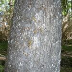 Nothofagus obliqua Corteza