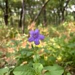 Ruellia ciliatiflora Blomst