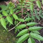 Rhus glabra Hoja