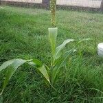 Sorghum bicolor Folha