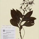 Habenaria leandriana Other