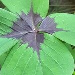 Oxalis tetraphylla Folio