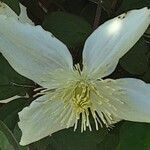 Clematis montana Blüte
