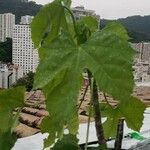 Cnidoscolus aconitifolius Blatt