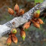 Pycnandra pubiflora