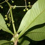 Psychotria grandis Fruit