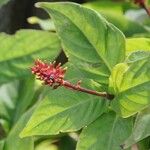 Odontonema tubaeforme Flower