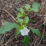 Datura stramoniumFlower