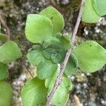 Aeonium goochiae Hoja