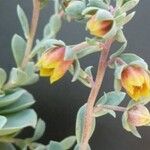 Echeveria uhlii Flor