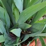 Iris marsica Hoja