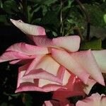 Rosa spp. Blomma