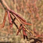 Indigofera arrecta Fruit