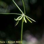 Galium obliquum Other