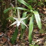 Angraecum sesquipedale Flower