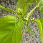 Passiflora quadrangularis Blatt