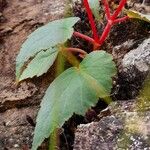 Begonia micranthera Leaf