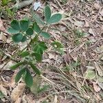 Senna obtusifolia 葉