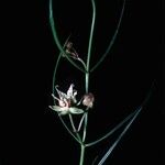 Asclepias macrotis Floare