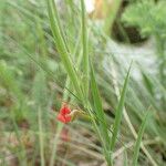 Lathyrus sphaericus Лист