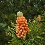 Pinus mugoLeaf