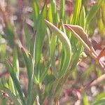 Pelargonium laevigatum 葉