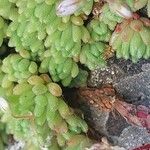 Sedum hirsutum Likasa