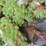 Sedum hirsutum Φύλλο