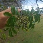 Zanthoxylum caribaeum Fruit