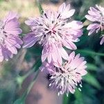 Palafoxia hookeriana Flor