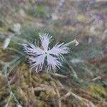 Dianthus arenarius Flower