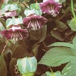 Cobaea scandens Агульны выгляд