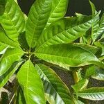 Pouteria caimito Leaf