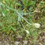 Chardinia orientalis Hábito