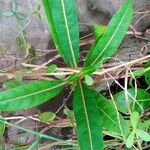 Barleria lupulina Leht