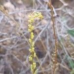 Reseda stricta Flower