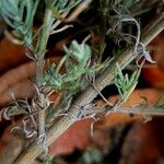 Artemisia austriaca പുറംതൊലി