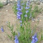 Penstemon strictus 整株植物