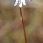 Lobelia dortmanna Blüte