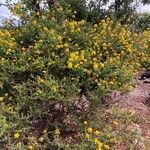 Adenocarpus foliolosus Flor