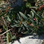 Euphorbia dendroides Leaf