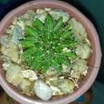 Mammillaria longimamma Leaf