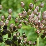 Peucedanum ostruthium Fruit