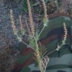 Ambrosia artemisiifolia Лист